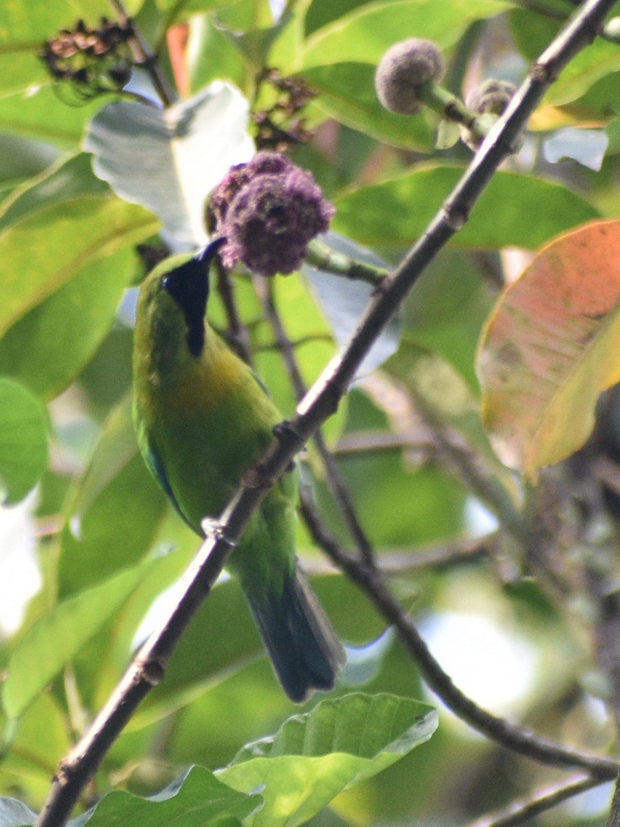 Javan Leafbird - ML643654868