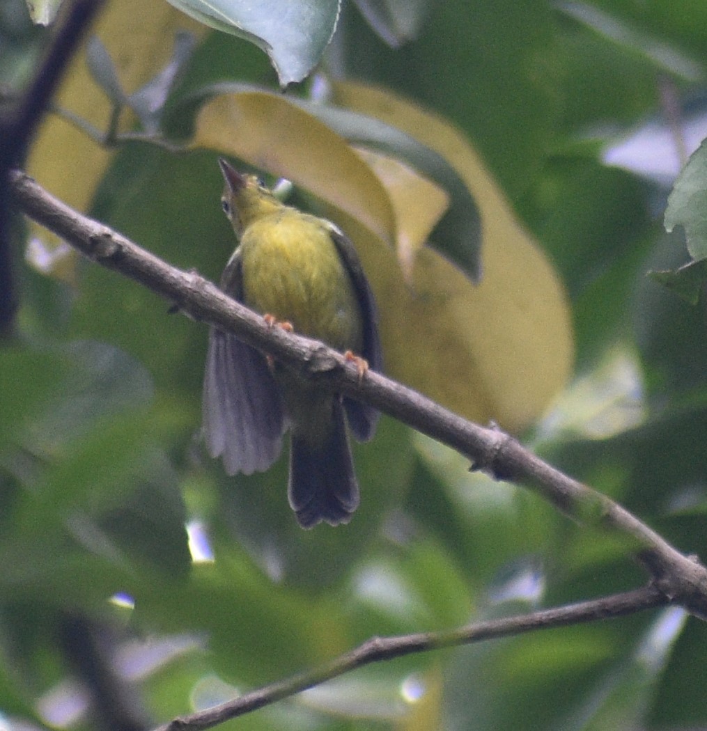 strdimil hnědolící - ML643654871