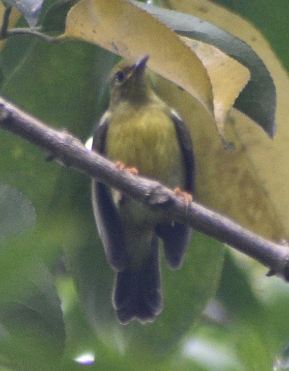 strdimil hnědolící - ML643654872