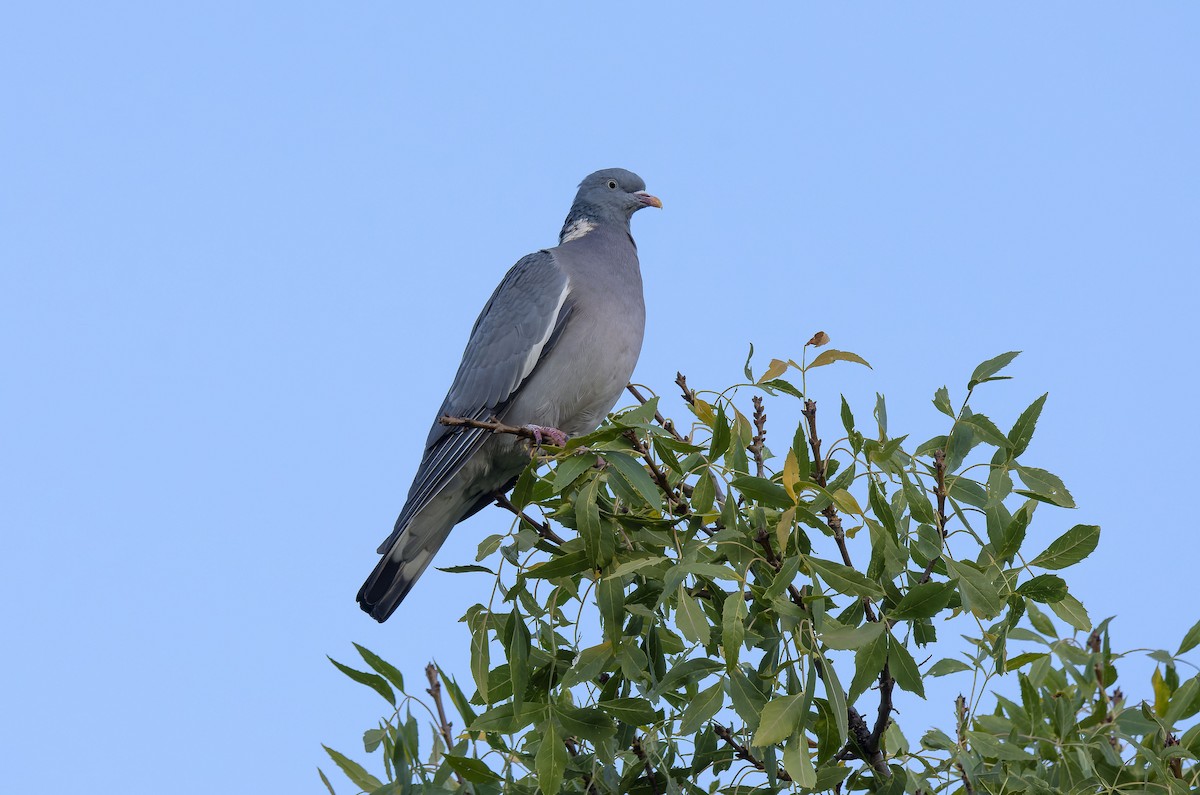 Common Wood-Pigeon - ML643654877