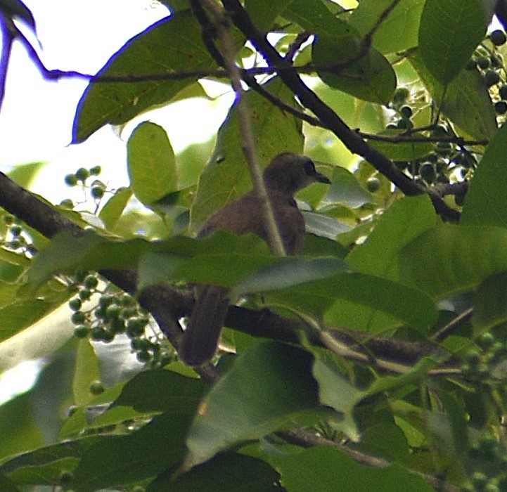 Yellow-vented Bulbul - ML643654889