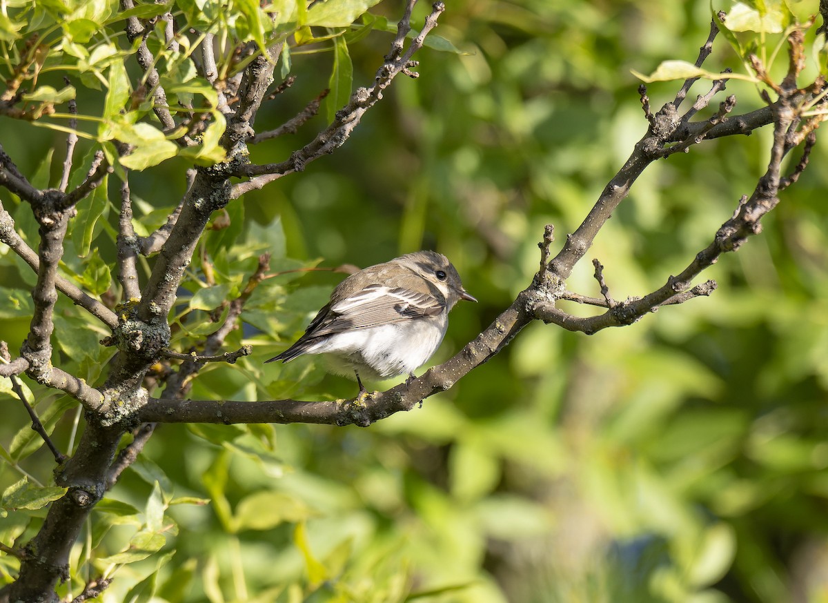 European Pied Flycatcher - ML643654893
