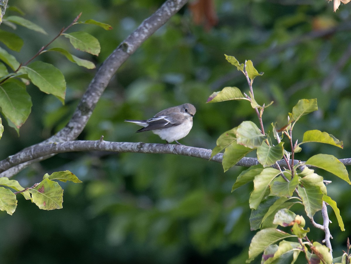 European Pied Flycatcher - ML643654894
