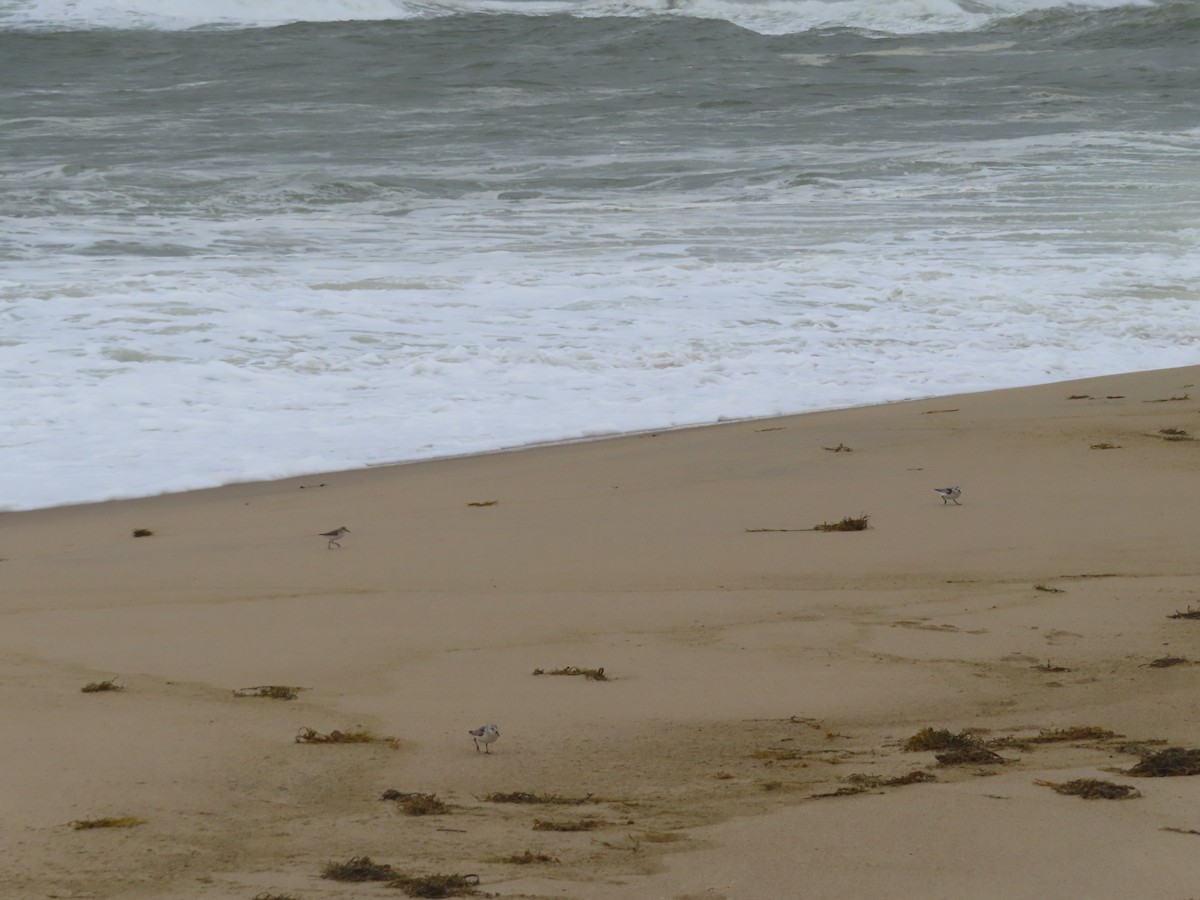 Гурвалж элсэг - ML643654899