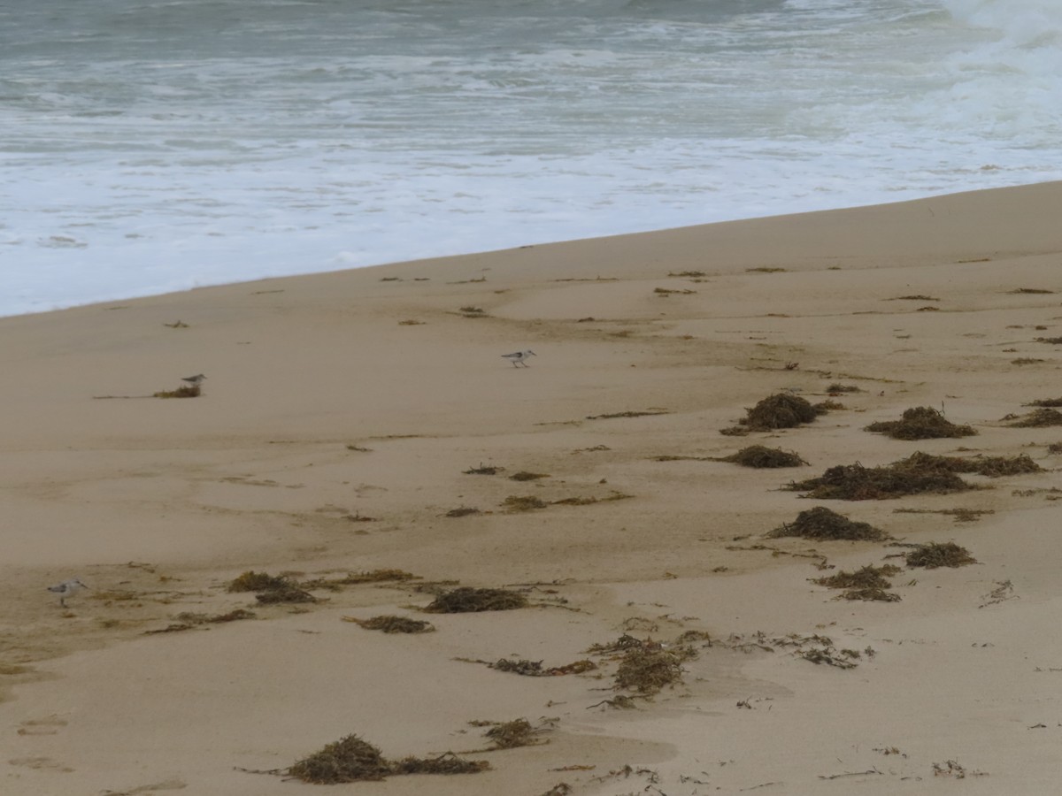 Гурвалж элсэг - ML643654900