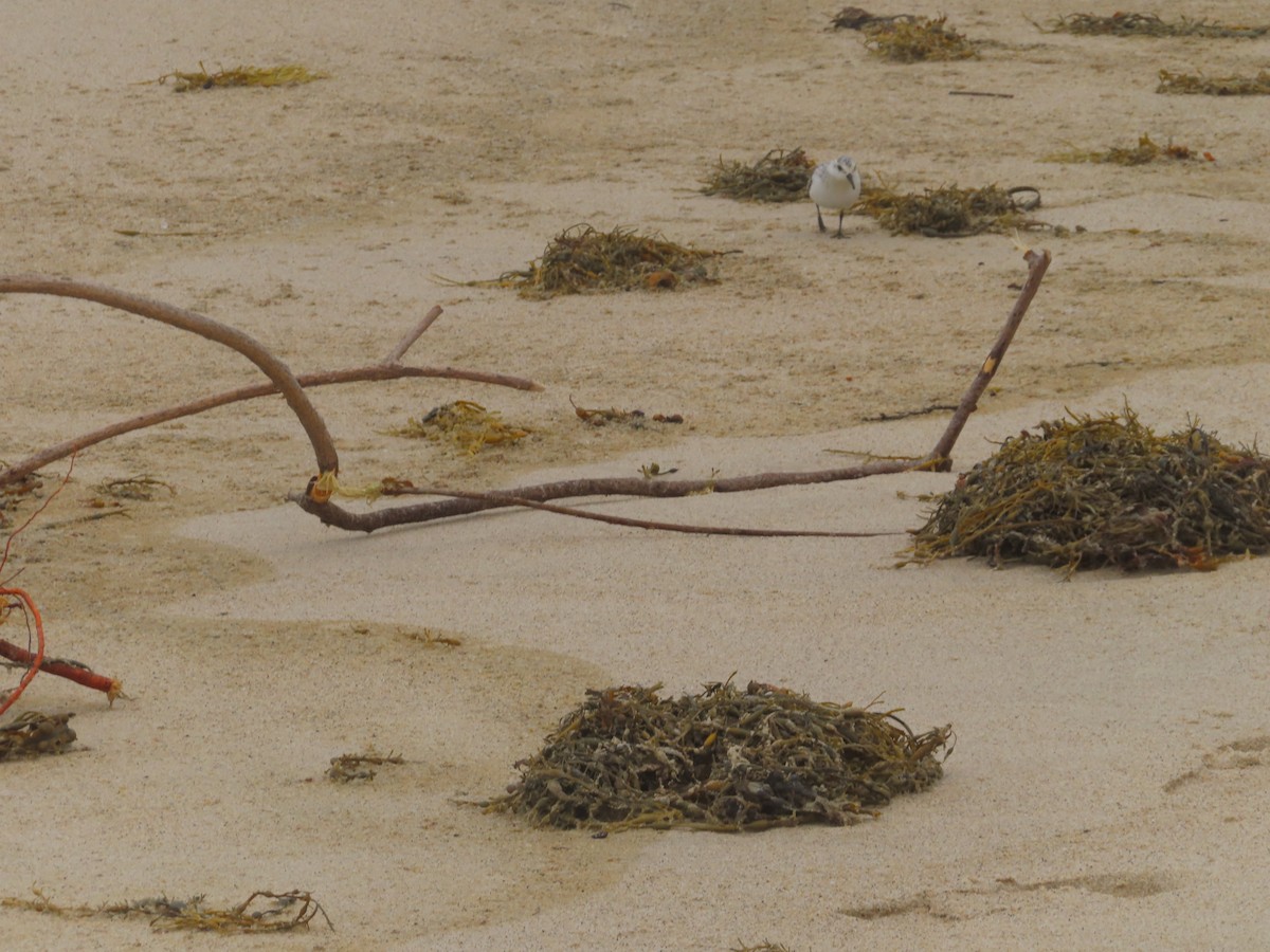 Гурвалж элсэг - ML643654901