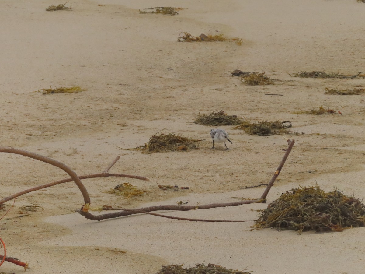 Гурвалж элсэг - ML643654902