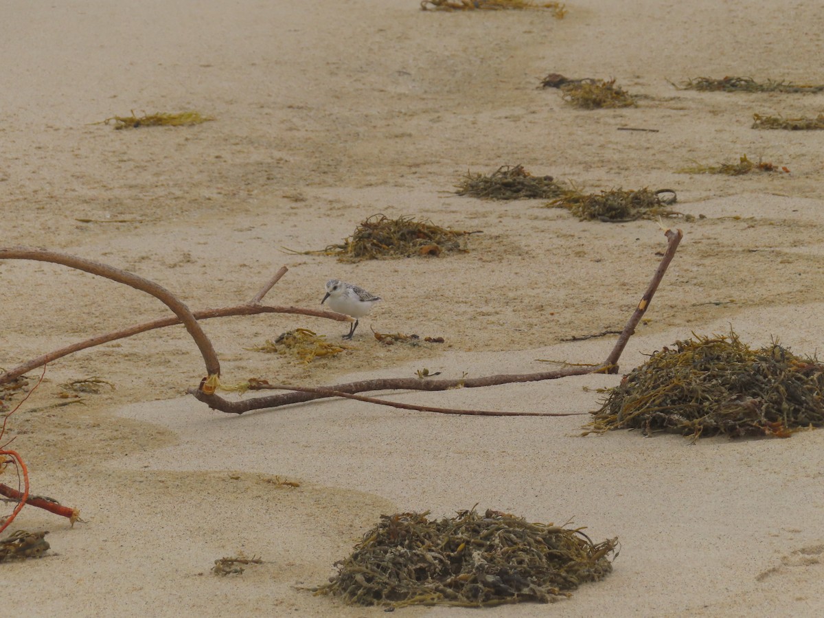 Гурвалж элсэг - ML643654903