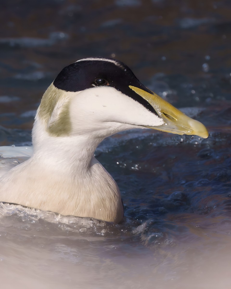 Edredone - ML643654945