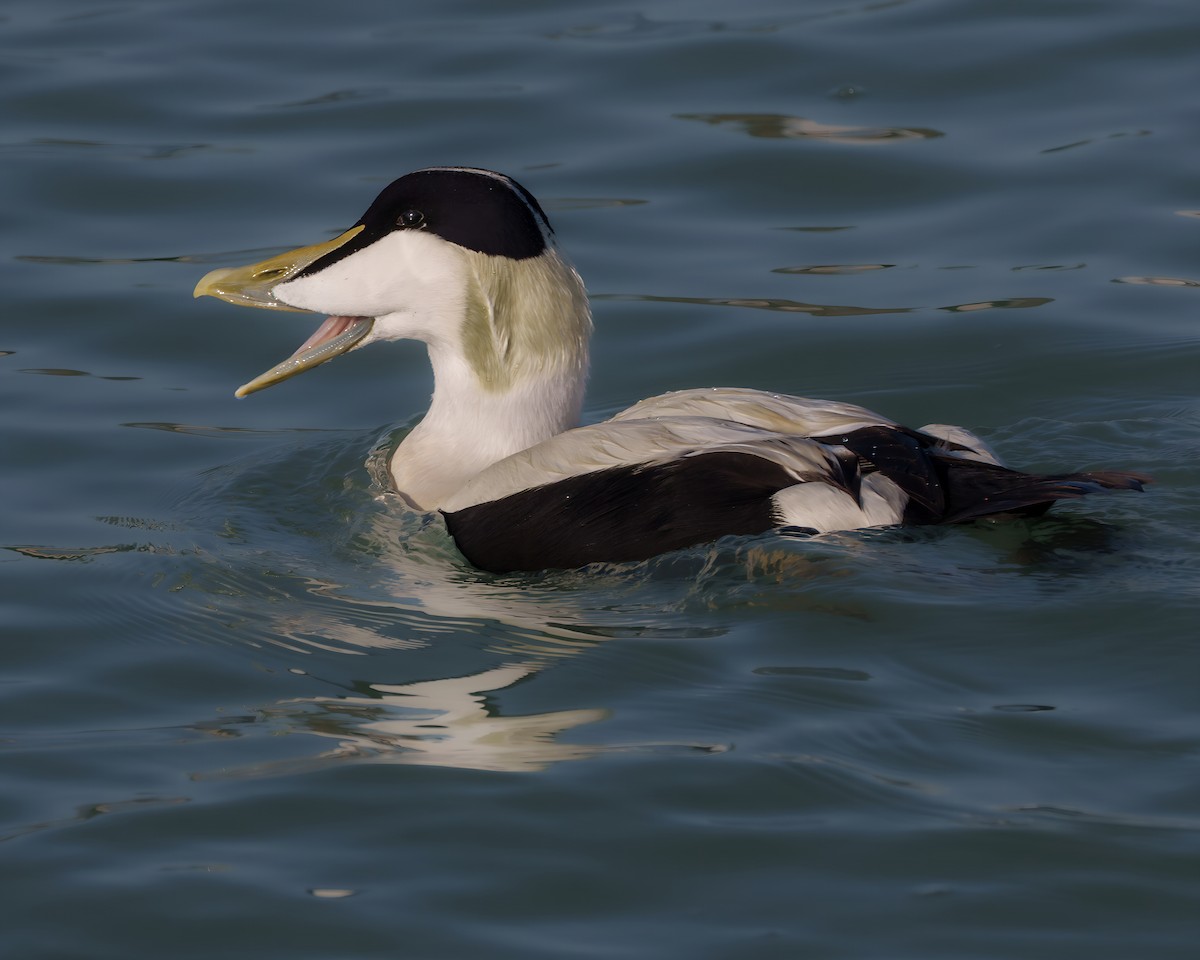 Edredone - ML643654948