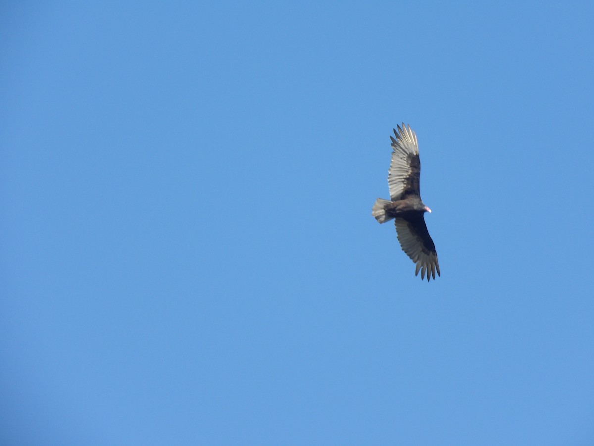 Turkey Vulture - ML643654985
