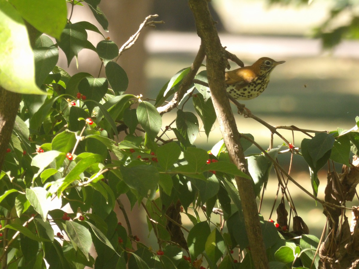 Wood Thrush - ML643655005