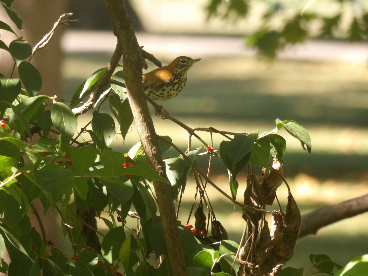 Wood Thrush - ML643655006
