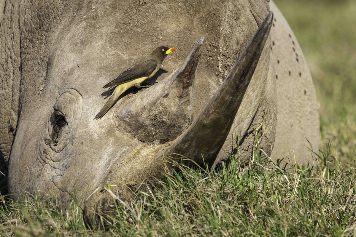 Yellow-billed Oxpecker - ML643655023
