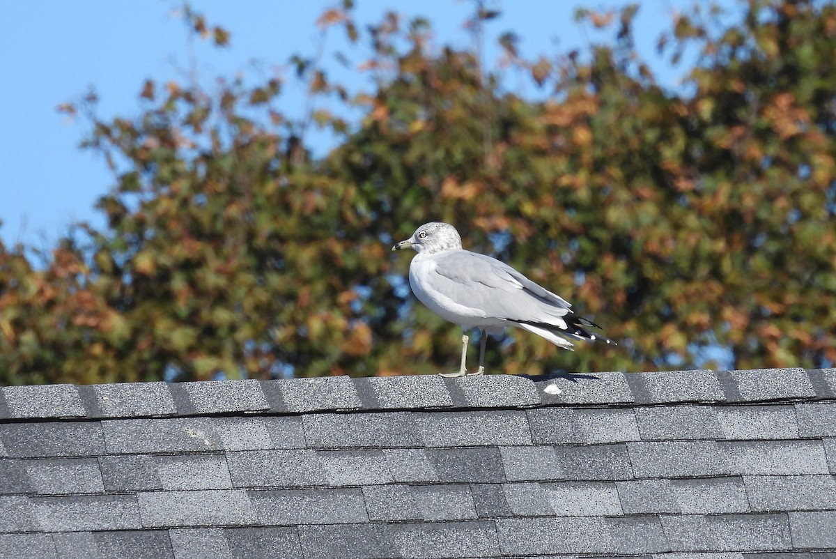 Ring-billed Gull - ML643655026