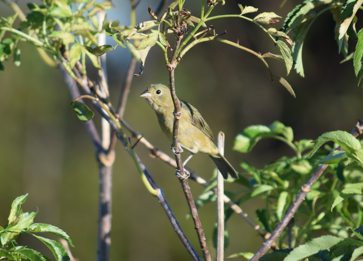 Painted Bunting - ML643655028