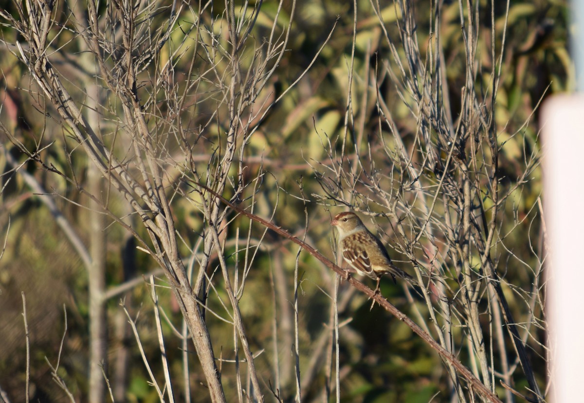 White-crowned Sparrow - ML643655032