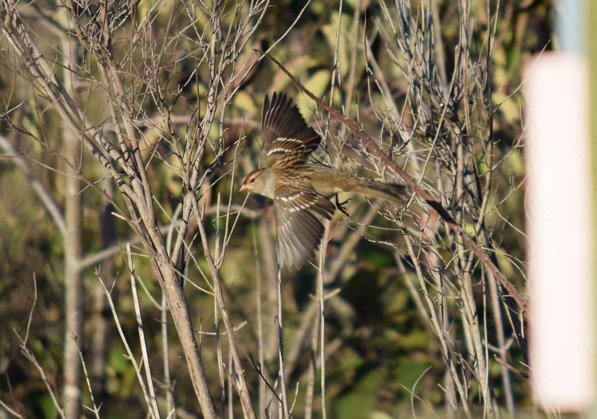 White-crowned Sparrow - ML643655033