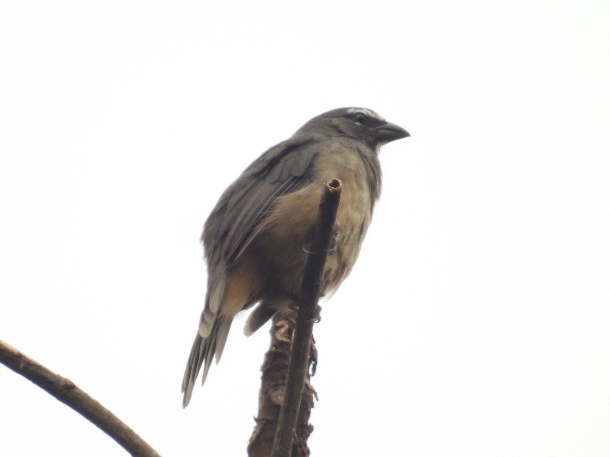 Cinnamon-bellied Saltator - ML643655043