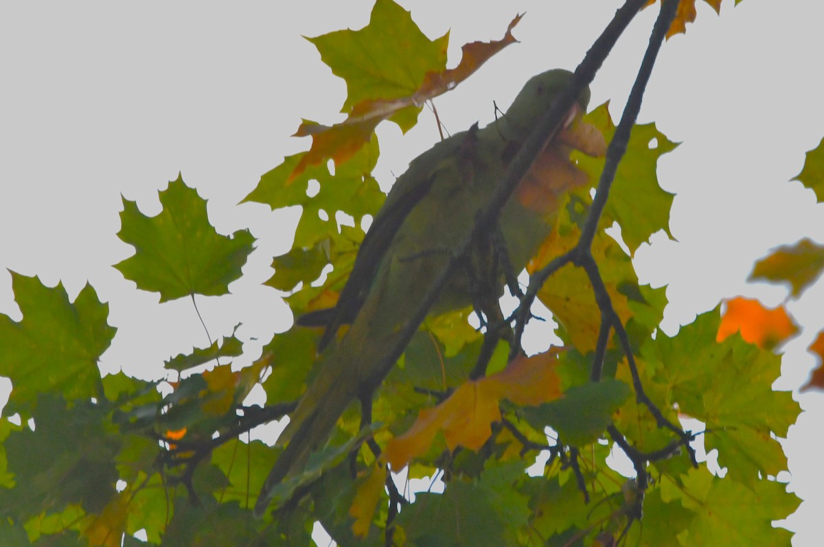 halsbåndparakitt - ML643655104