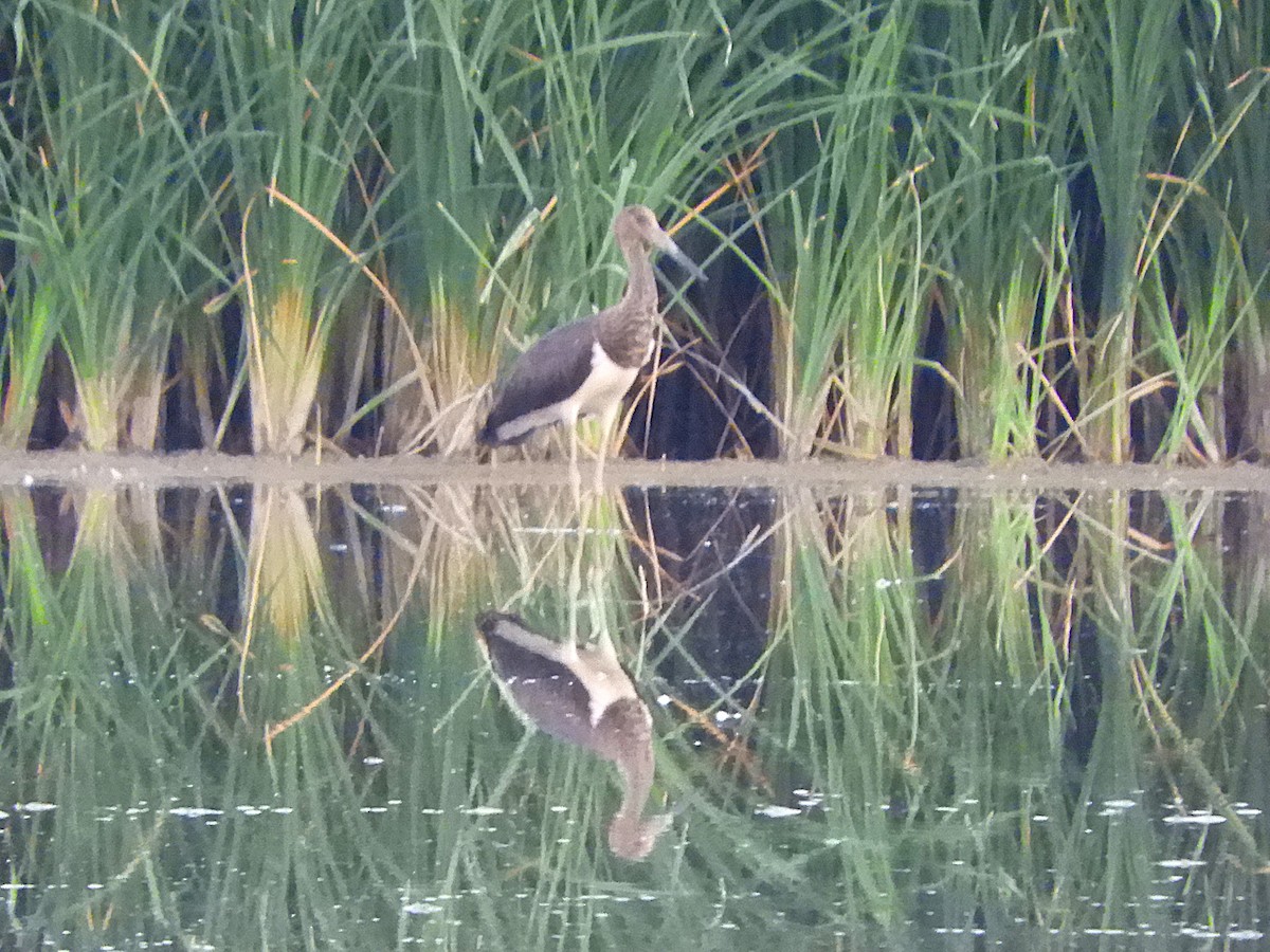 čáp černý - ML643655115