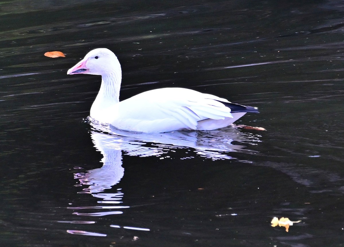 Цасны галуу - ML643655122