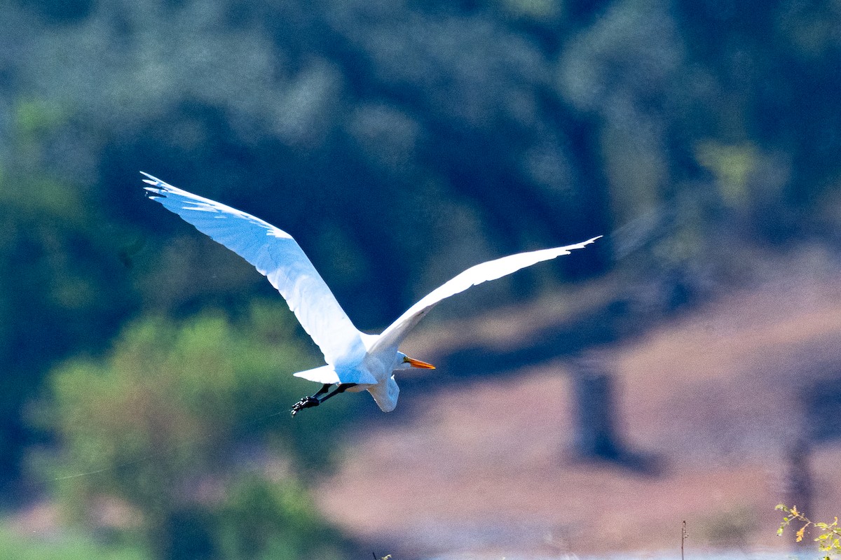 Great Egret - ML643655123