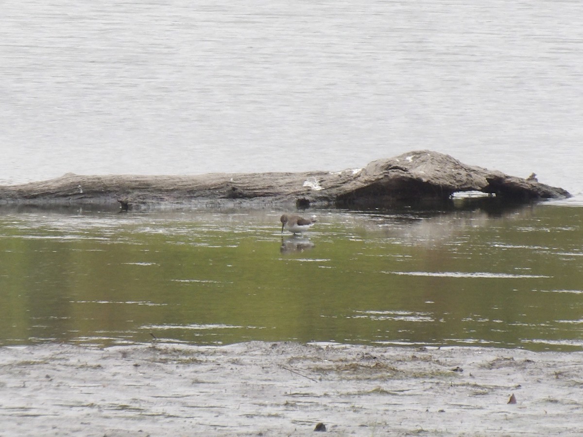 Solitary Sandpiper - ML643655128