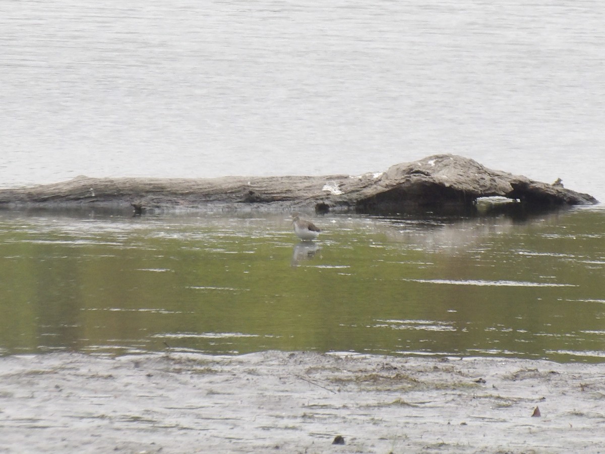 Solitary Sandpiper - ML643655129