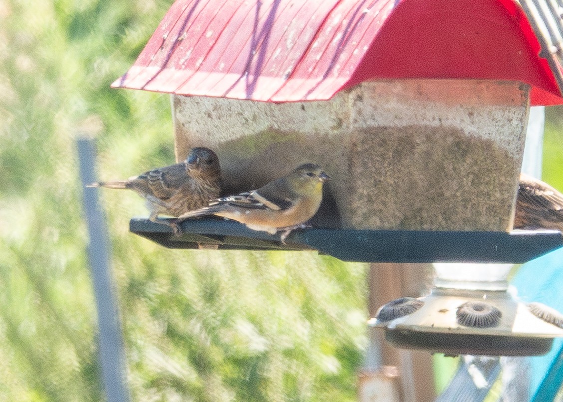 American Goldfinch - ML643655146