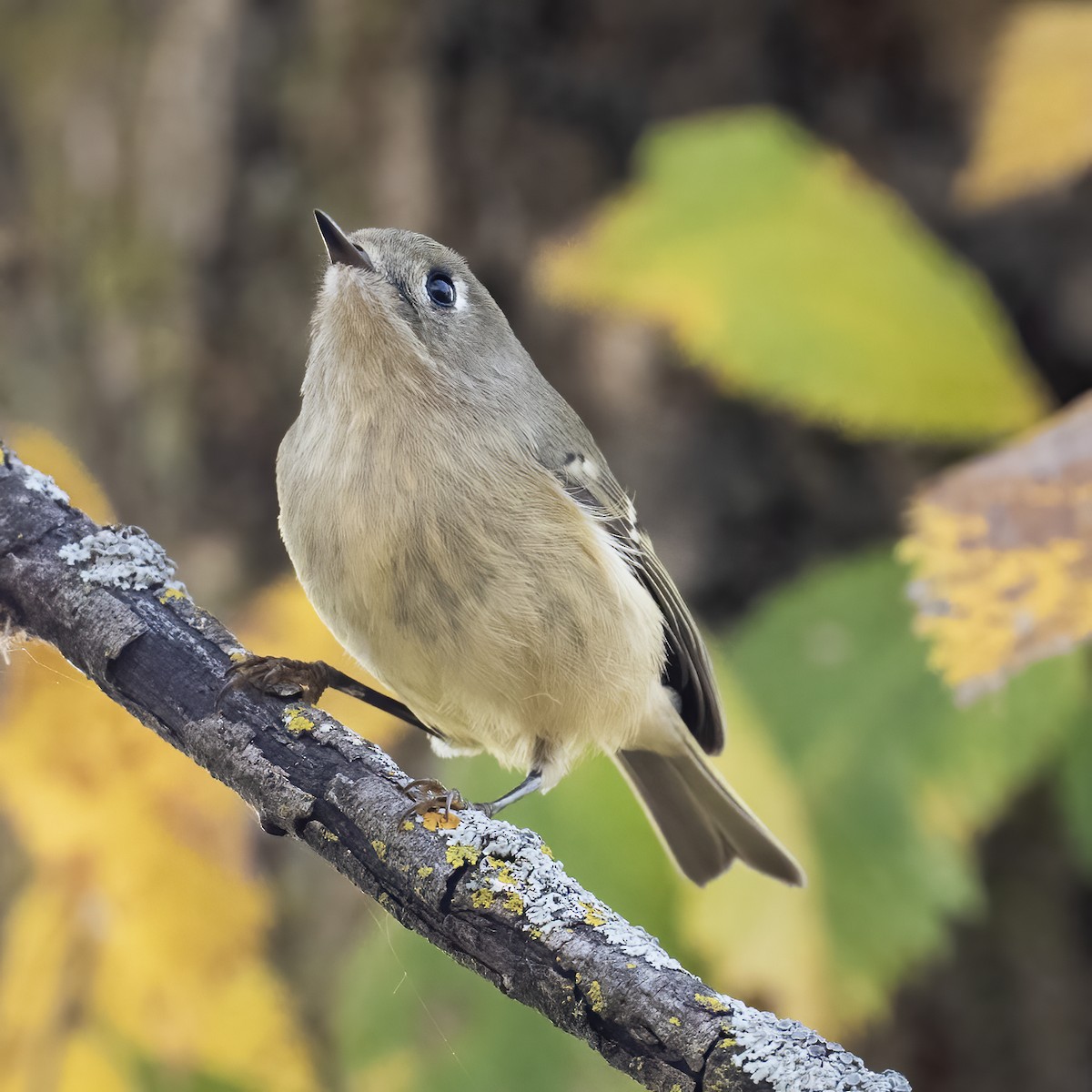 Ruby-crowned Kinglet - ML643655167