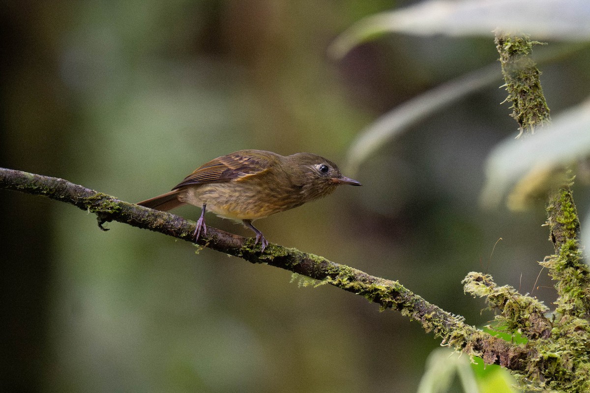 Olive-streaked Flycatcher - ML643655170