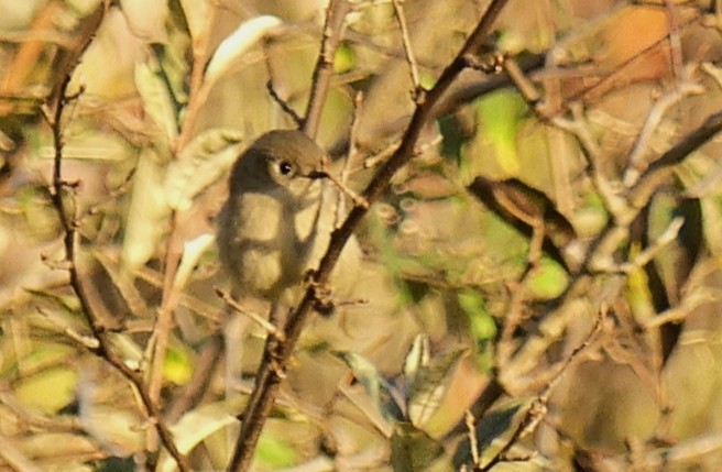 Ruby-crowned Kinglet - ML643655180