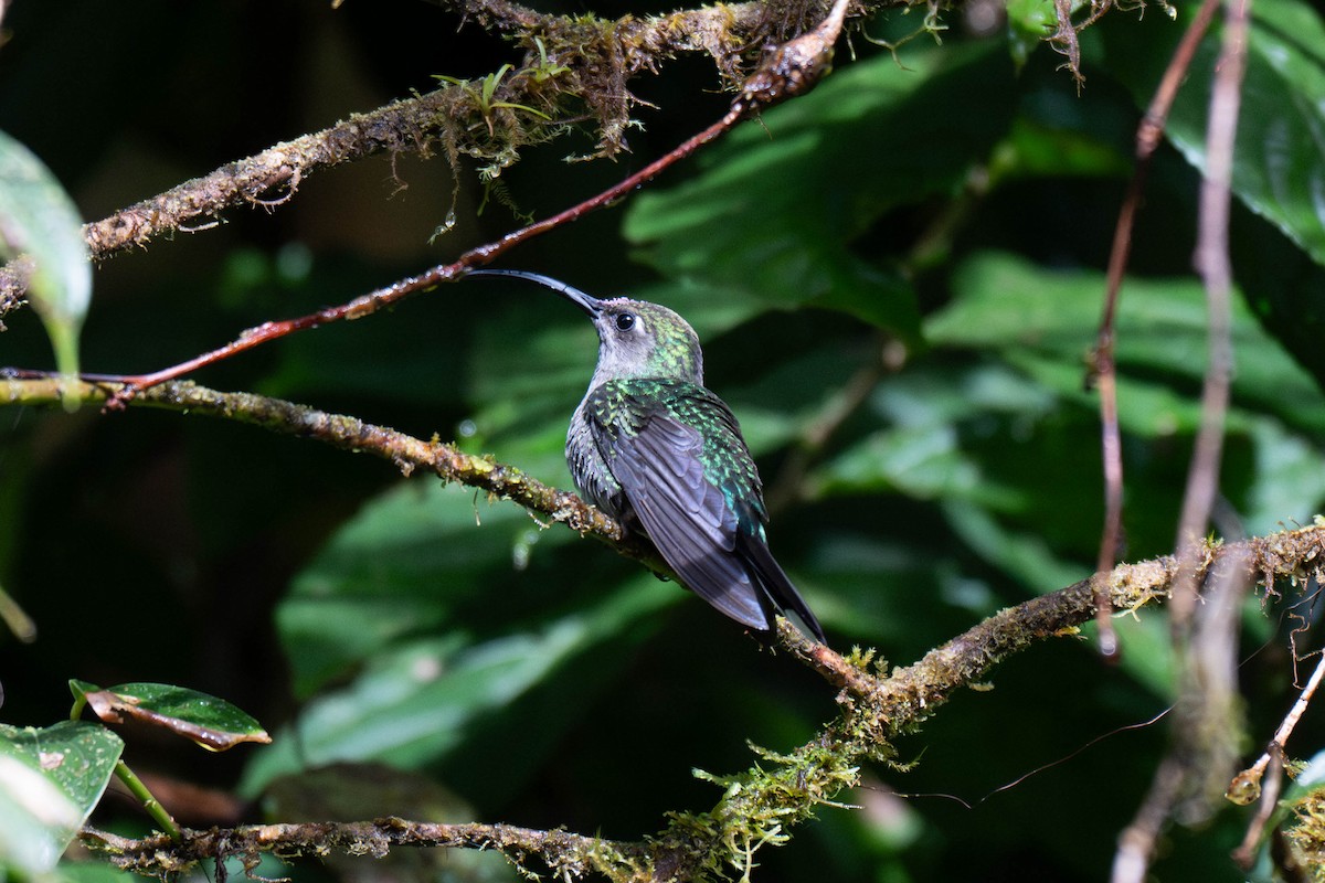 Colibrí Morado - ML643655199