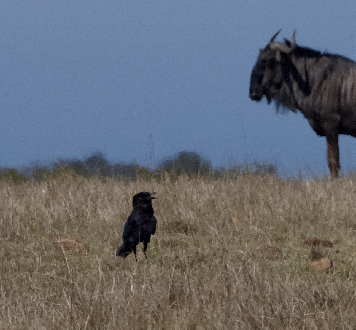 Cape Crow - ML643655202