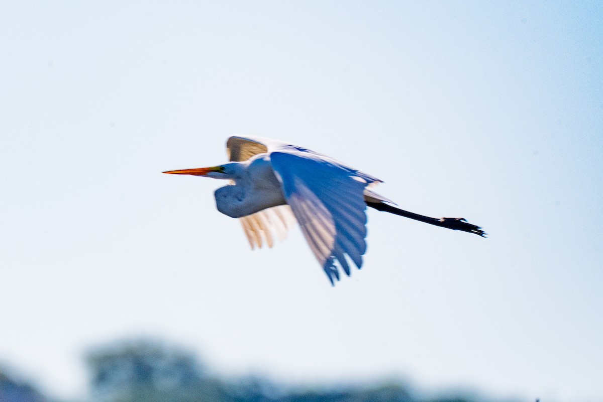 Great Egret - ML643655212
