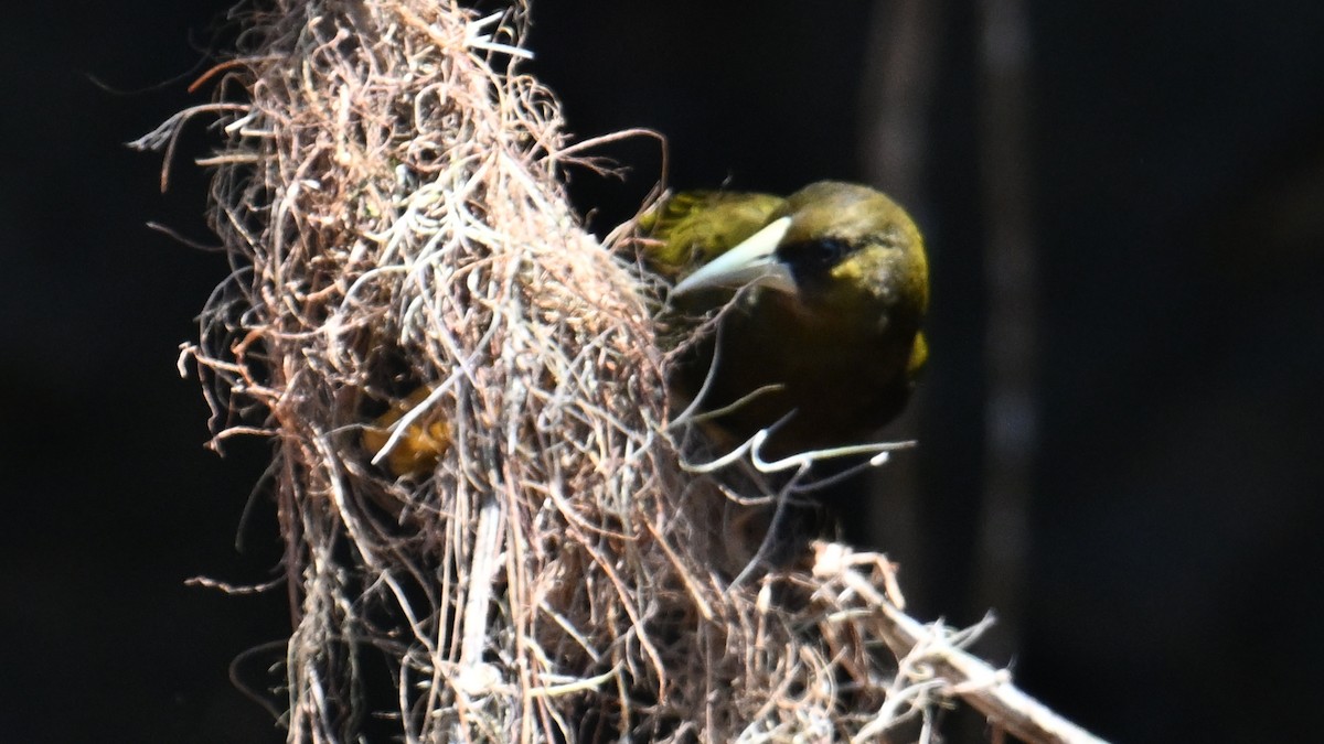 Dusky-green Oropendola - ML643655216