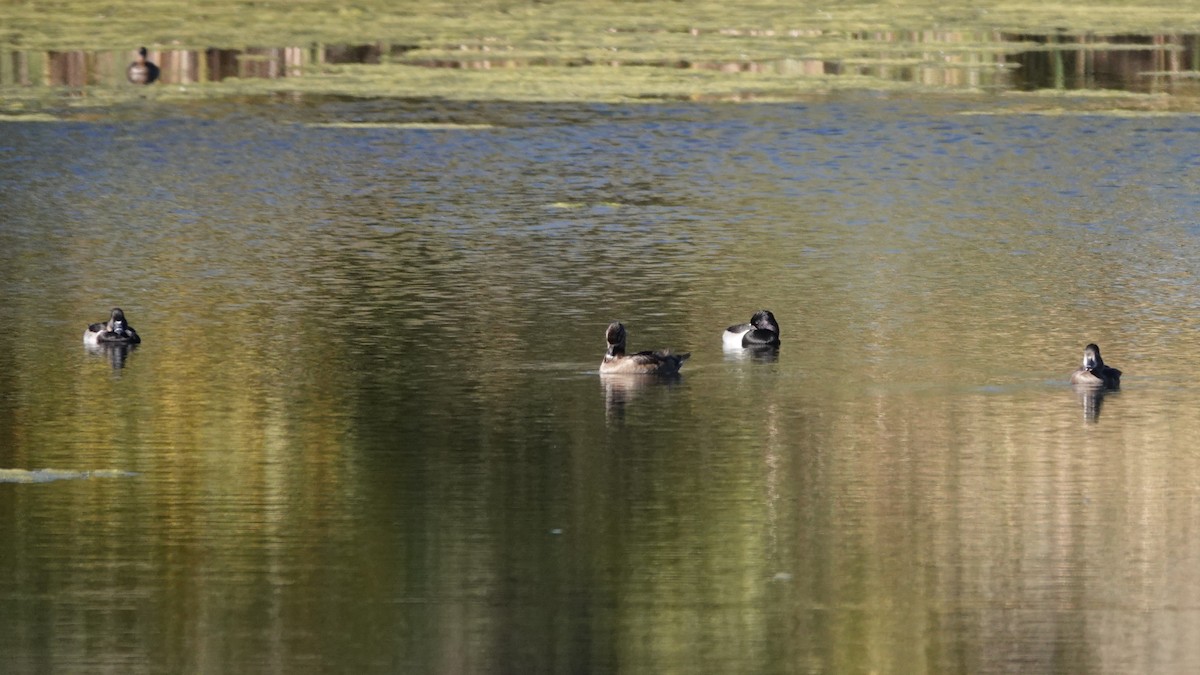 Ring-necked Duck - ML643655218