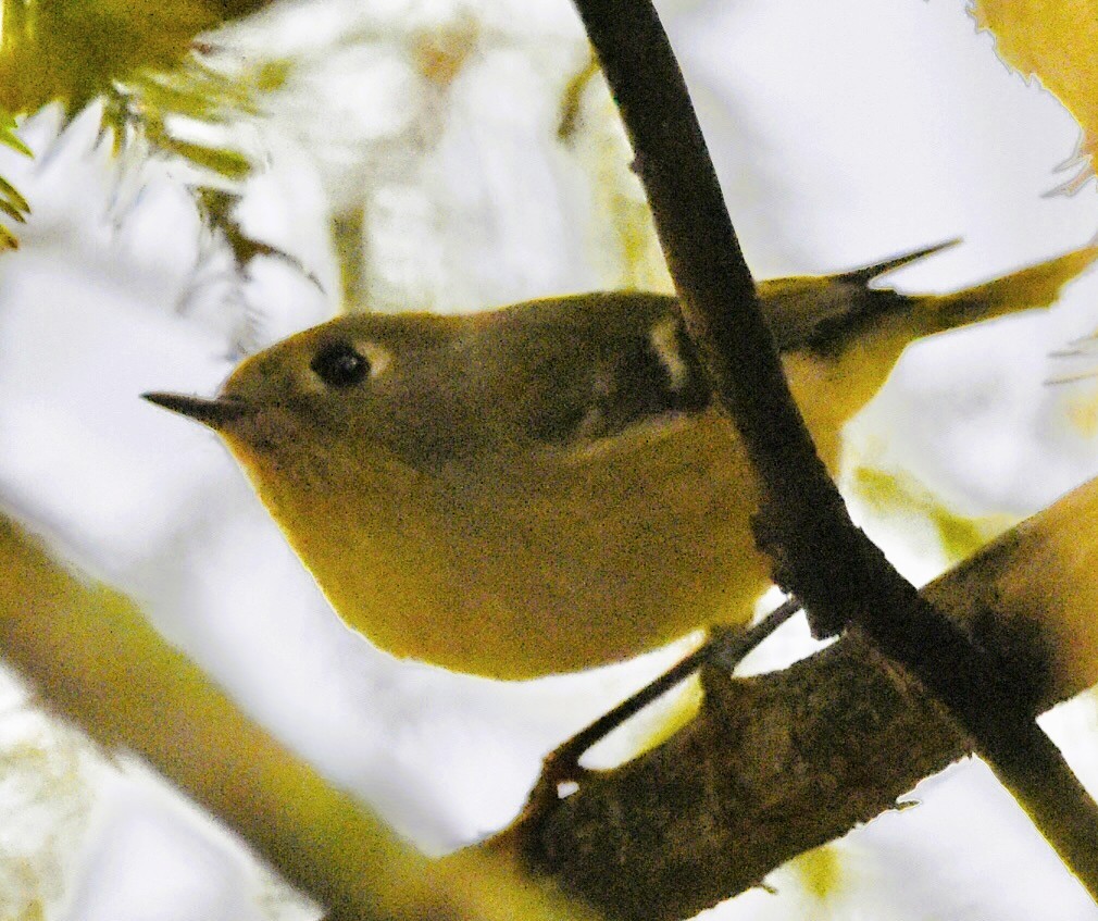 Ruby-crowned Kinglet - ML643655224