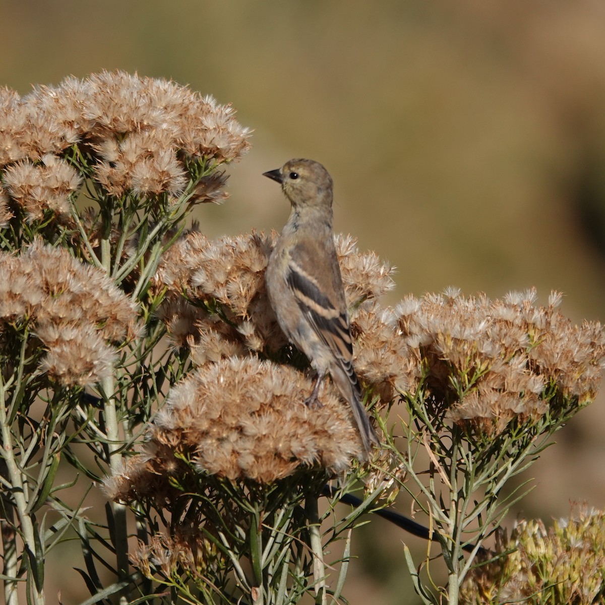 American Goldfinch - ML643655246