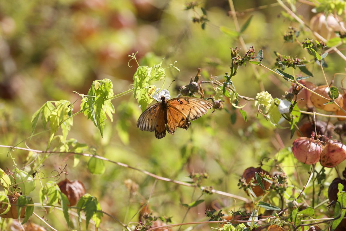Gulf Fritillary - ML643655258