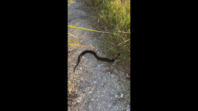 Animals - ML643655268