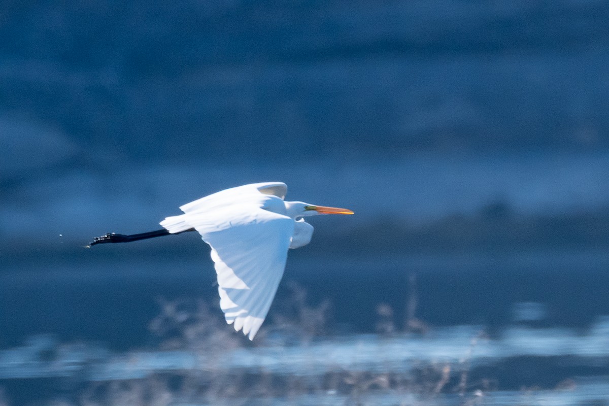 Great Egret - ML643655276