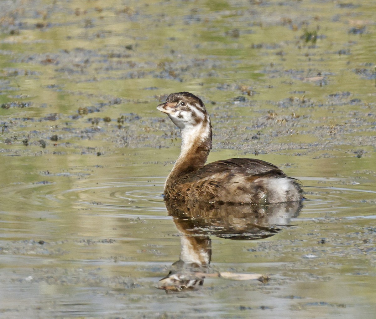 Pied-billed Grebe - ML643655291