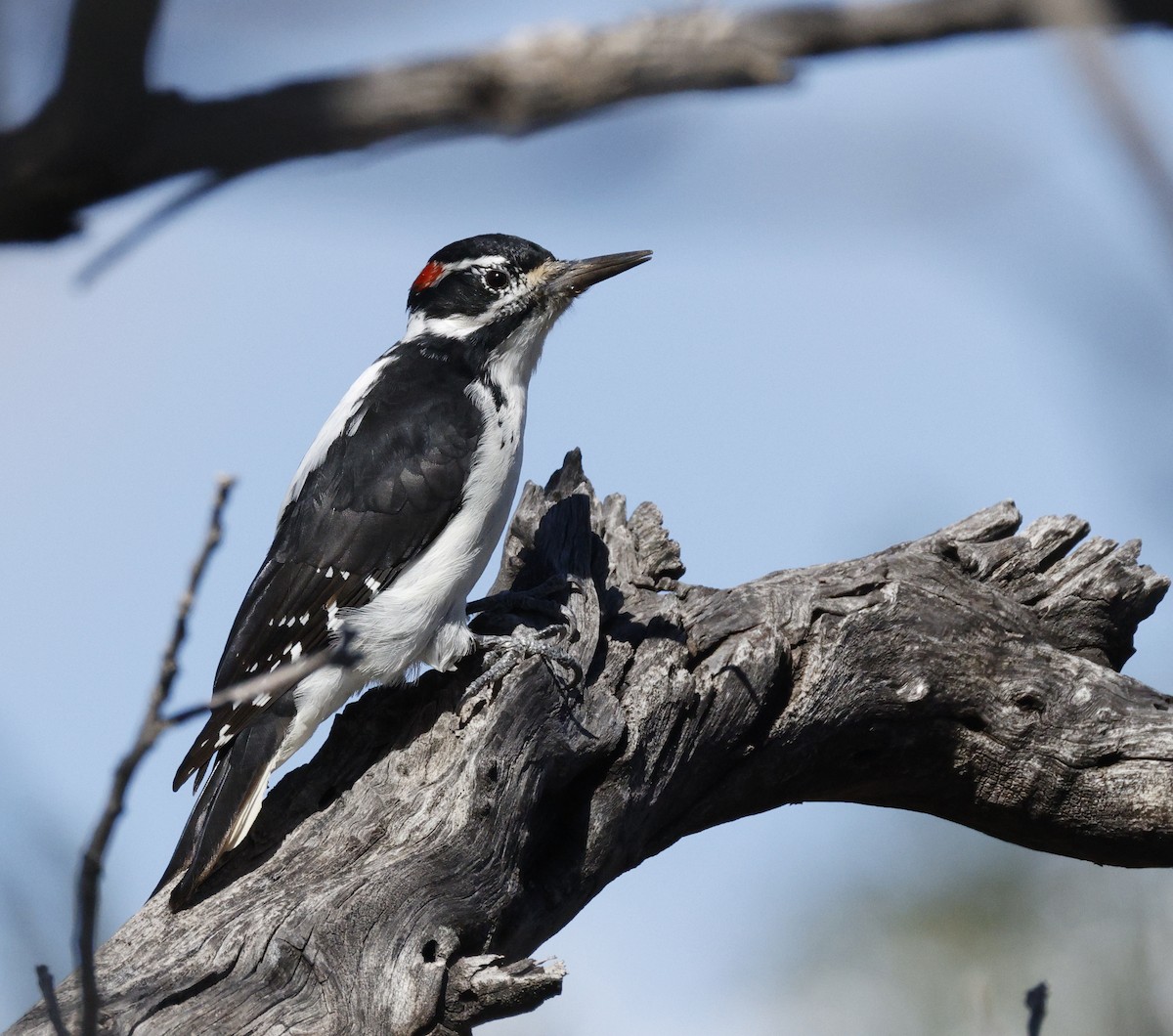 Hairy Woodpecker - ML643655295
