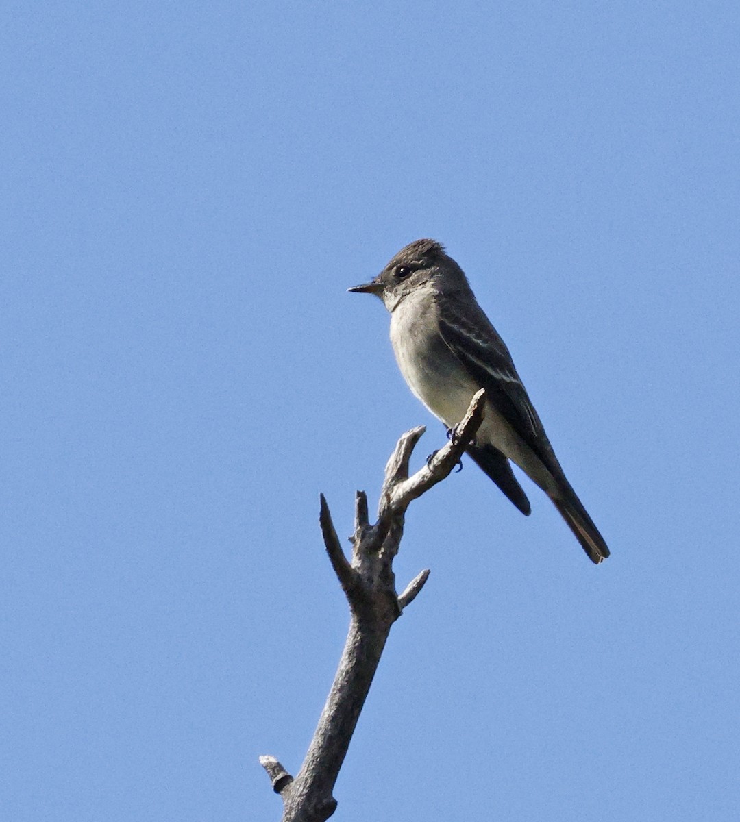 Western Wood-Pewee - ML643655310