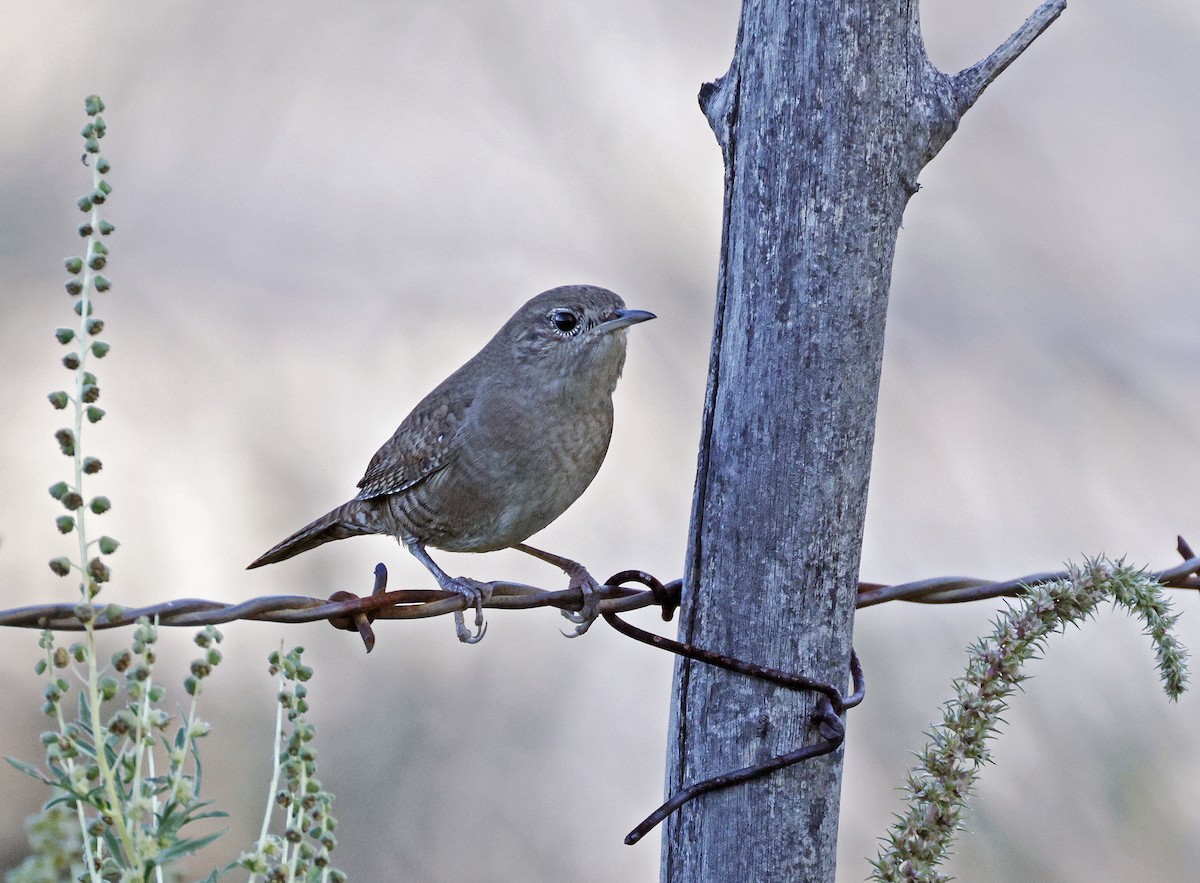 Northern House Wren - ML643655326