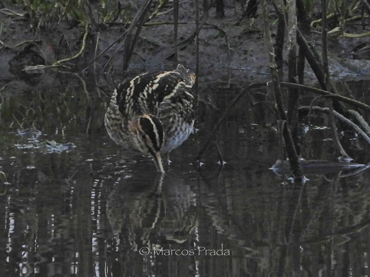 Common Snipe - ML643655329