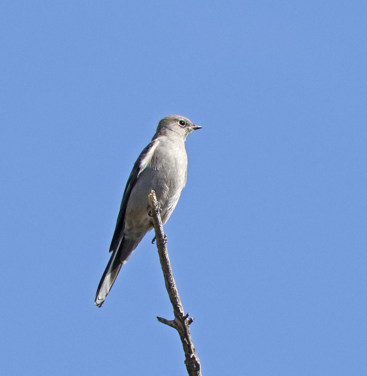 Townsend's Solitaire - ML643655330