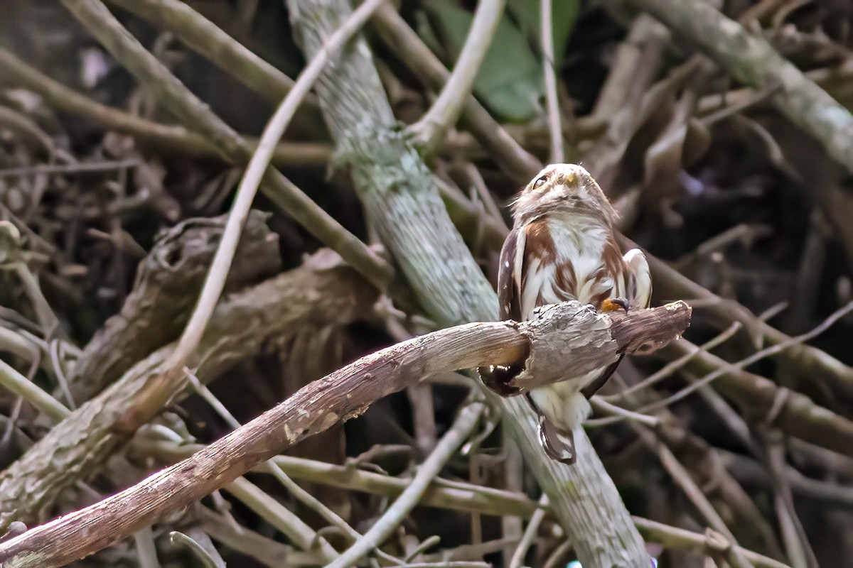 Least Pygmy-Owl - ML643655338